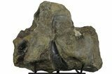 Fossil Hadrosaur (Maiasaura?) Fused Sacral Vertebrae - Montana #173490-2